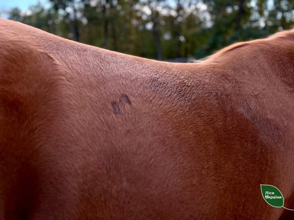 На Донеччині військові врятували кобилу та передали її лісівникам Черкащини 3