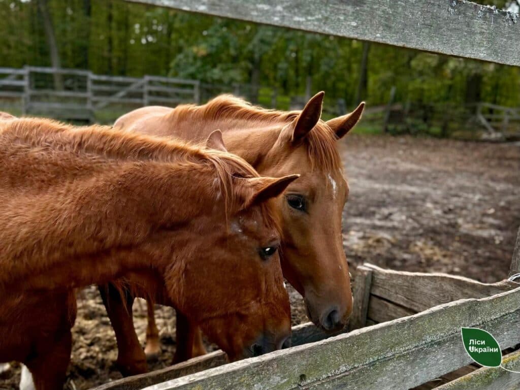 На Донеччині військові врятували кобилу та передали її лісівникам Черкащини 4