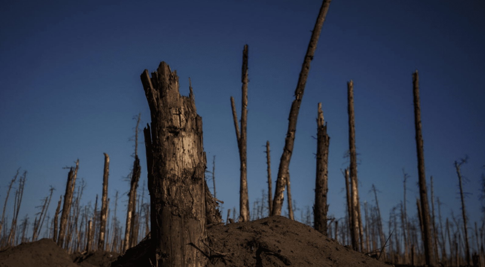 серебрянський ліс