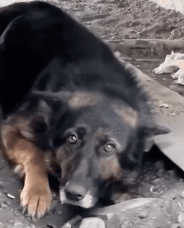 волонтери евакуюють тварин міст Донеччини