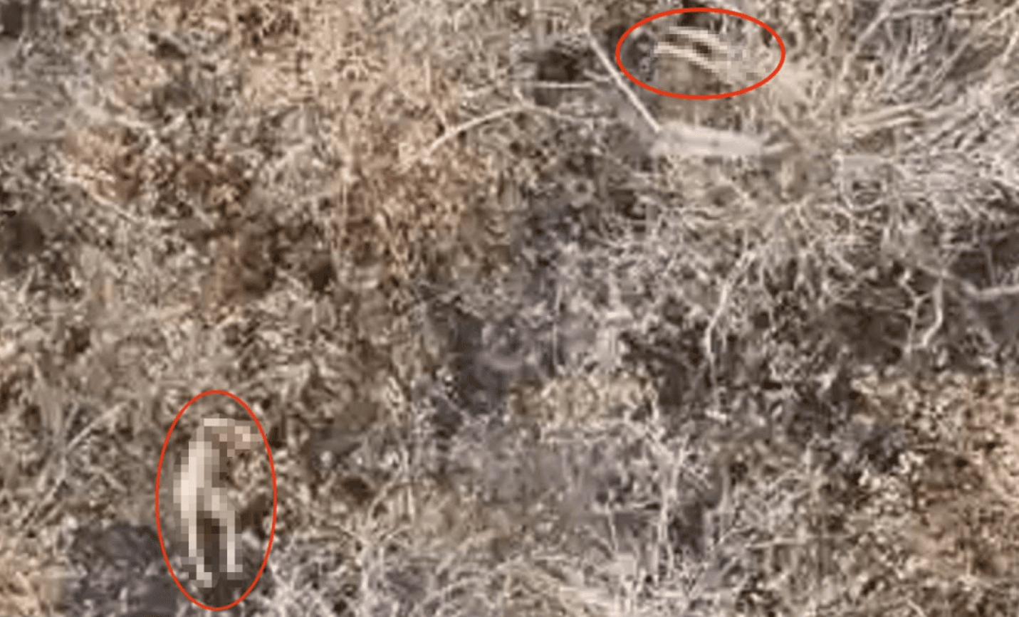 Окупанти вчергове розстріляли полонених ЗСУ на Покровському напрямку