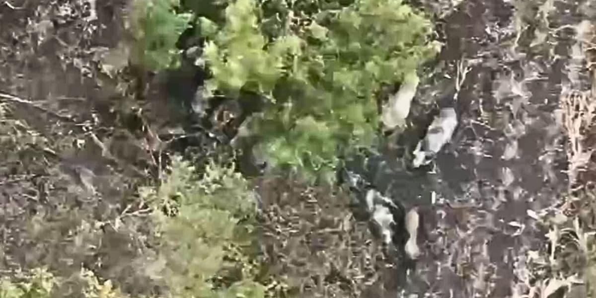 дикі кабани їдять мертвого окупанта