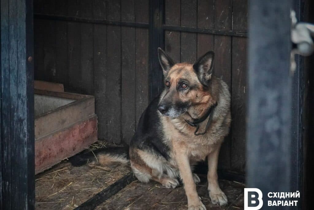 тварини з Донеччини