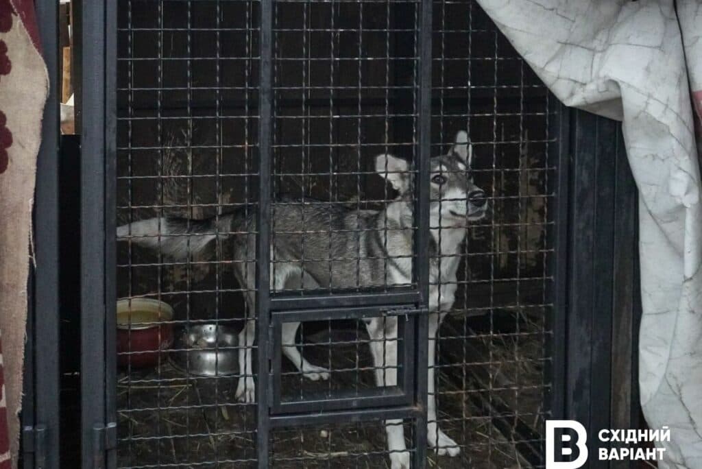 тварини з Донеччини