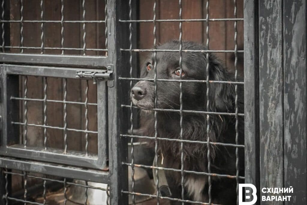 тварини з Донеччини