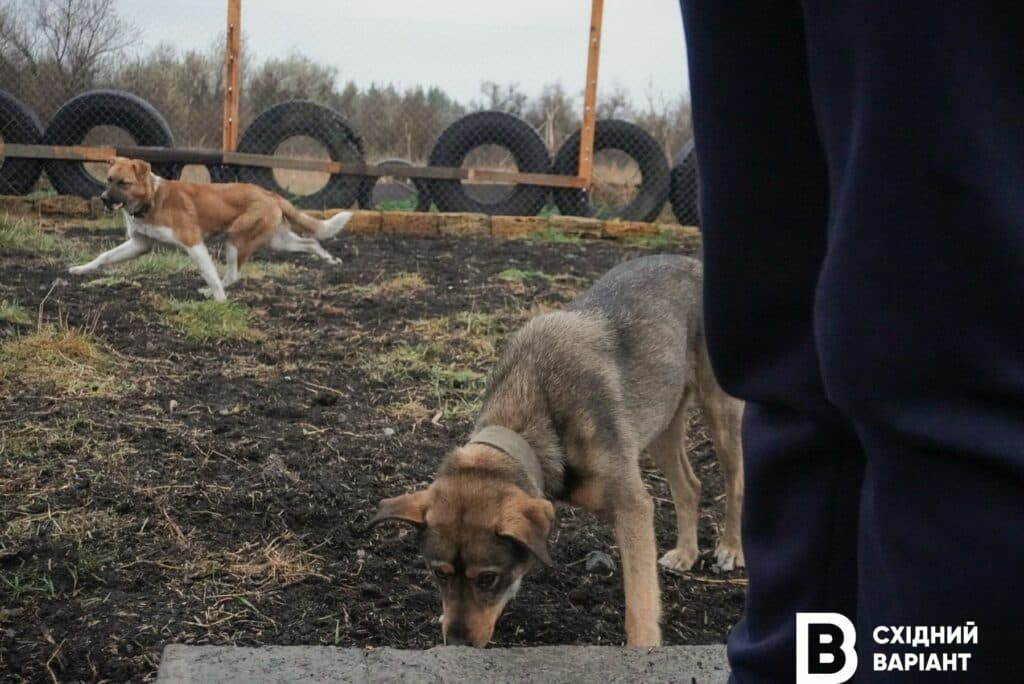тварини з Донеччини