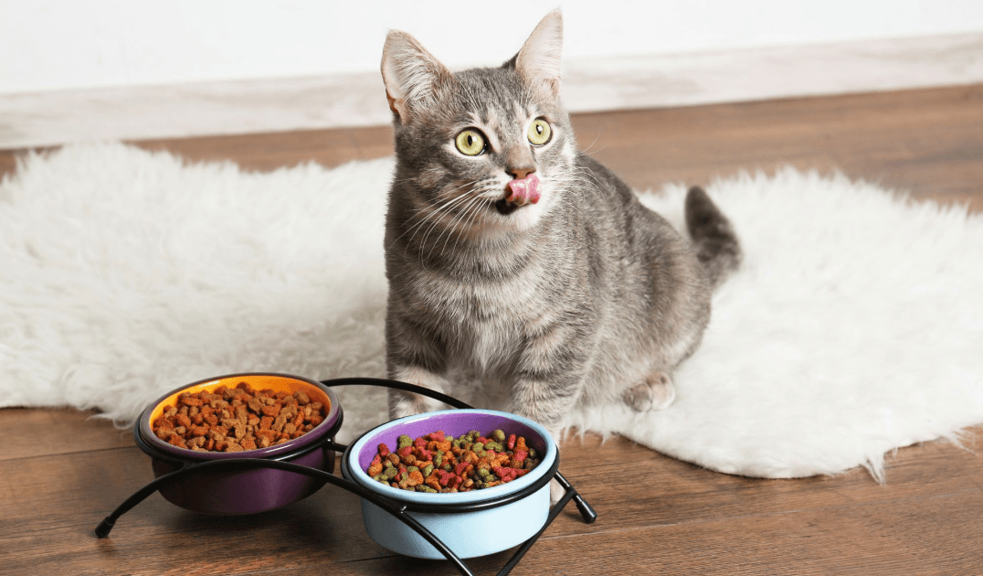 Выбираем корм для кота правильно