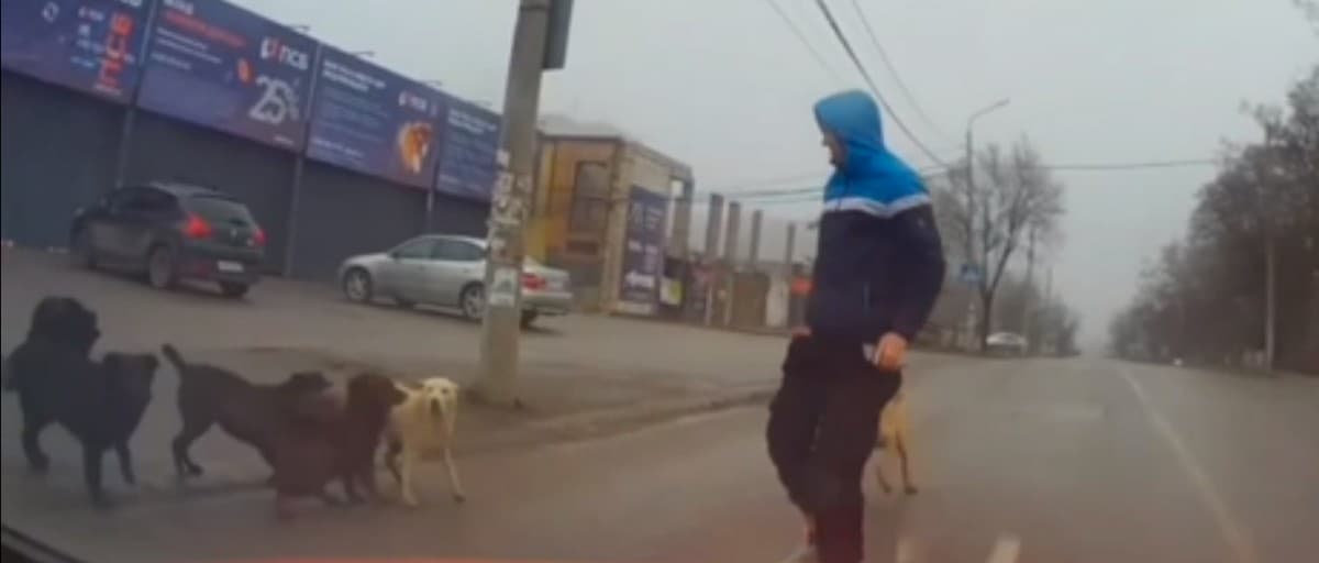 В окупованому Маріуполі зграї безпритульних собак продовжують нападати на людей (відео)