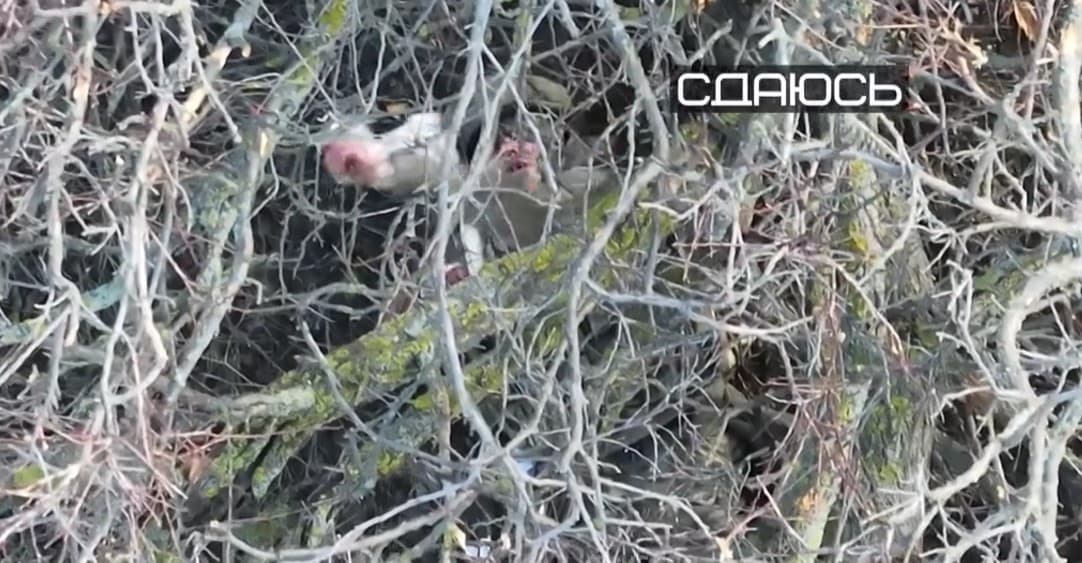 Бійці Сили Свободи полонили росіянина на Сіверському напрямку (відео)