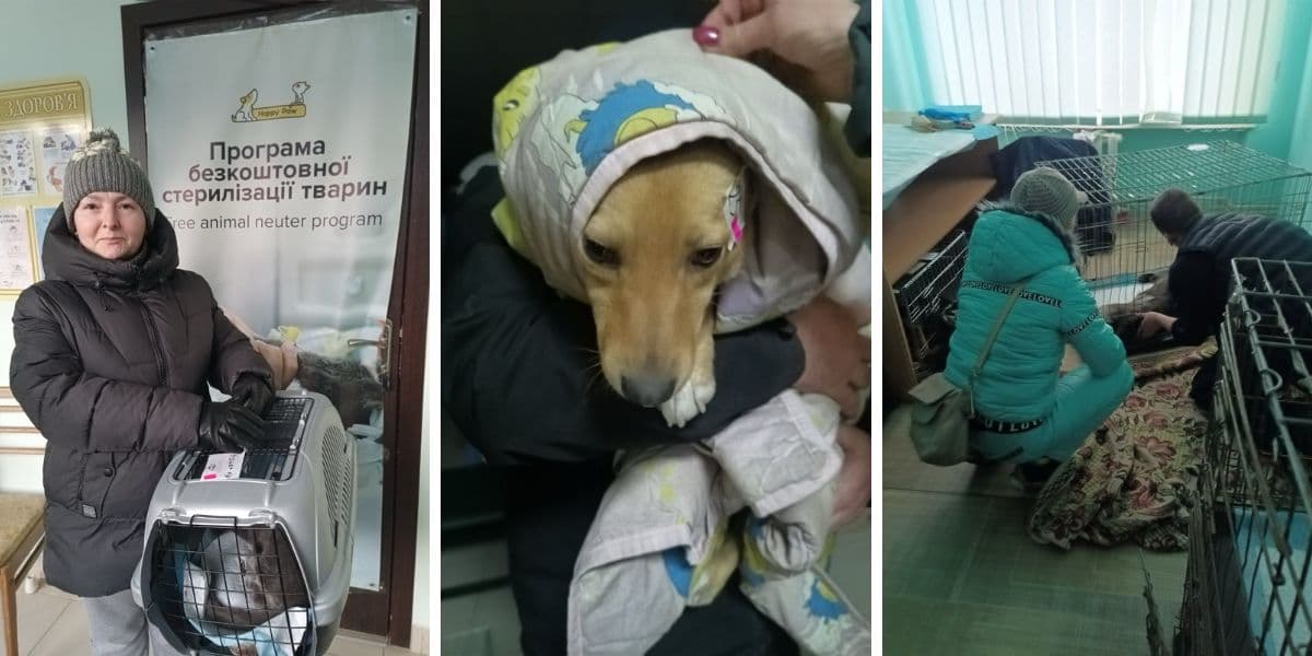 Черговий стерилізаційна місія попрацювала під егідою БФ Happy Paw у Костянтинівській громаді