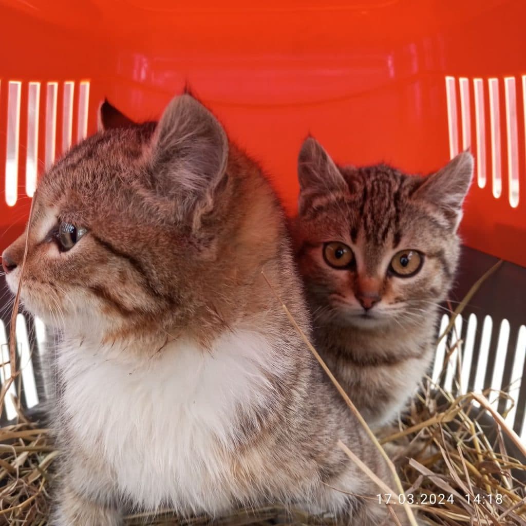 UAnimals тварини