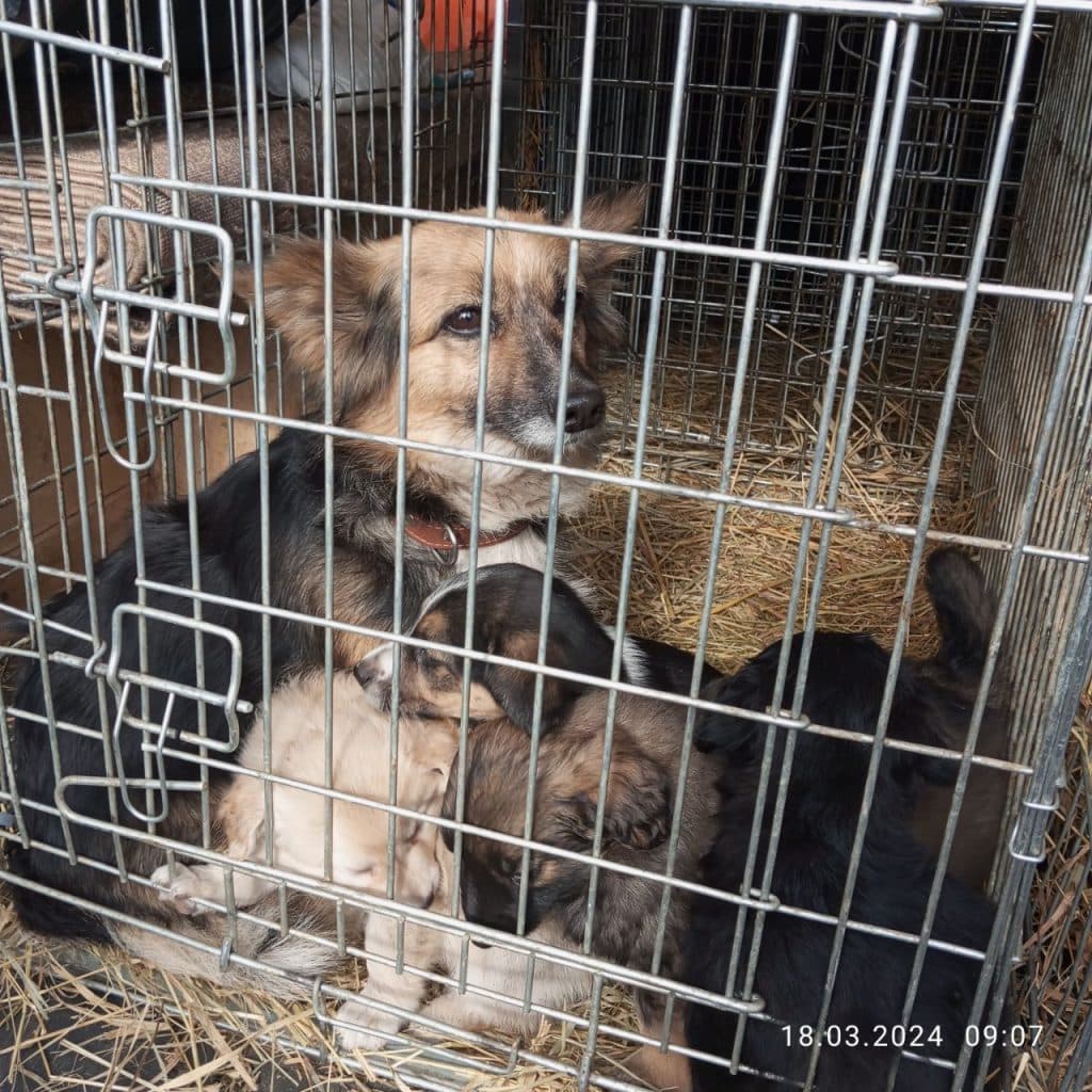 UAnimals тварини