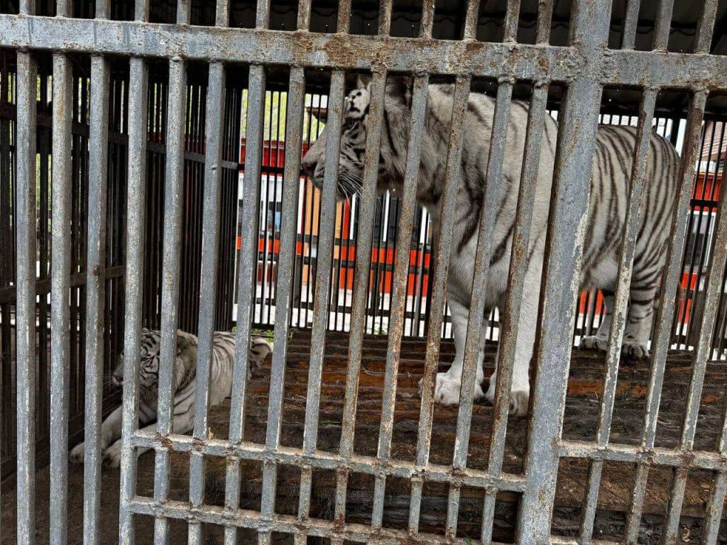 В зоопарку окупованого Маріуполя тигриця загризла заробітчанина з окупованого Криму