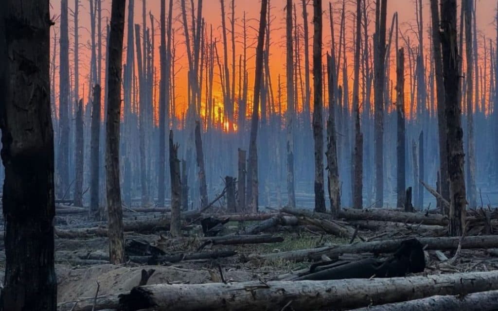 Вкрадений ліс окупація