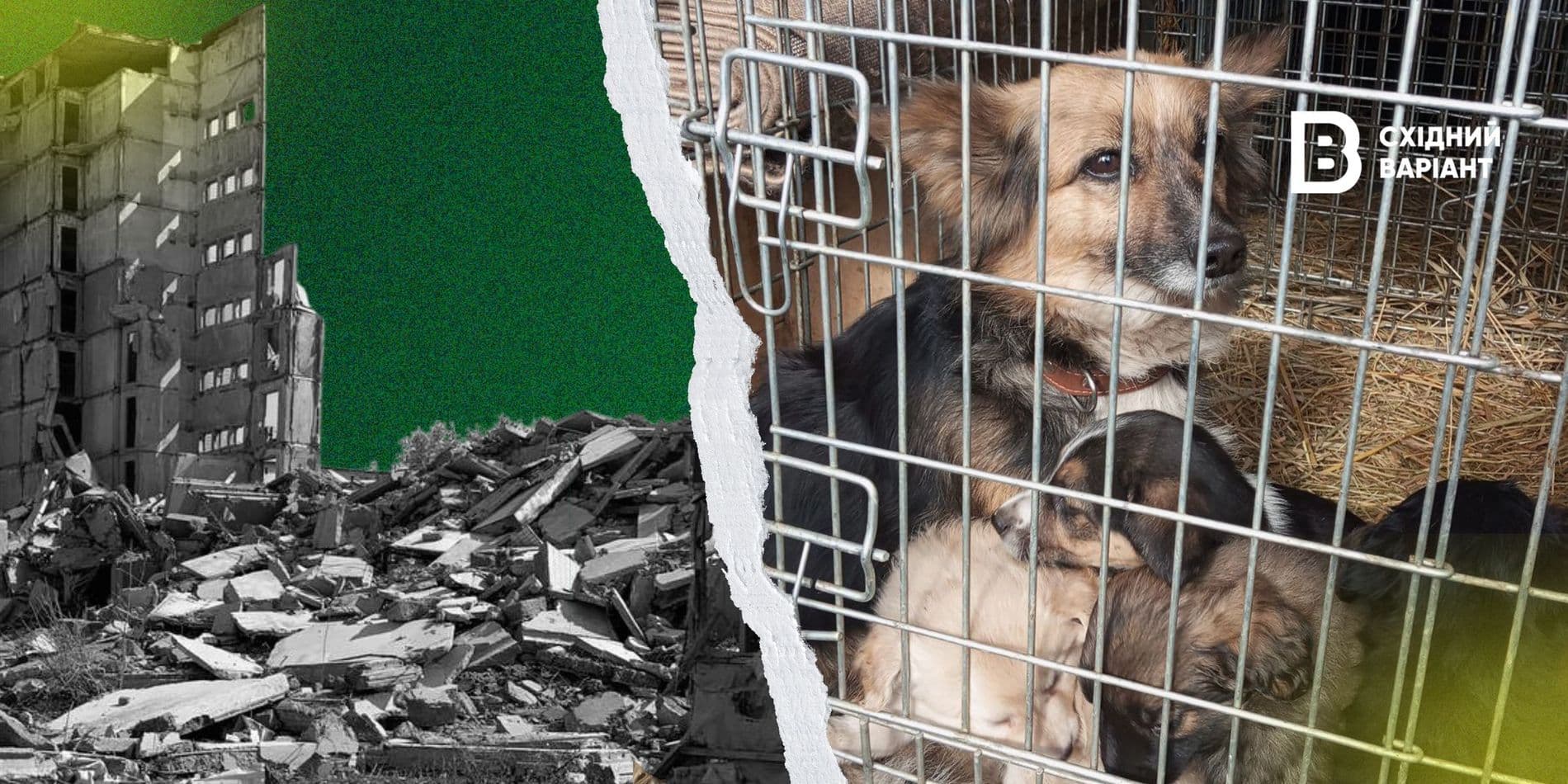 стандартна_обкладинка_uanimals