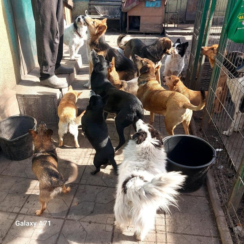 жителька Добропілля Жидкова рятує тварин _03