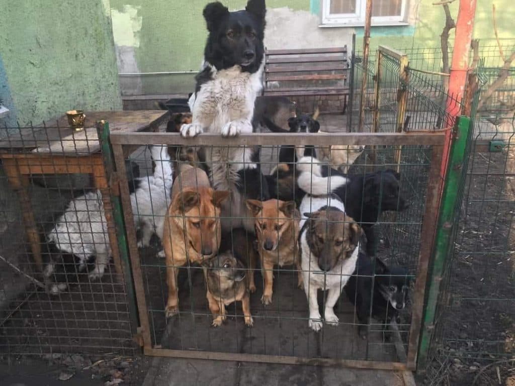 жителька Добропілля Жидкова рятує тварин _05