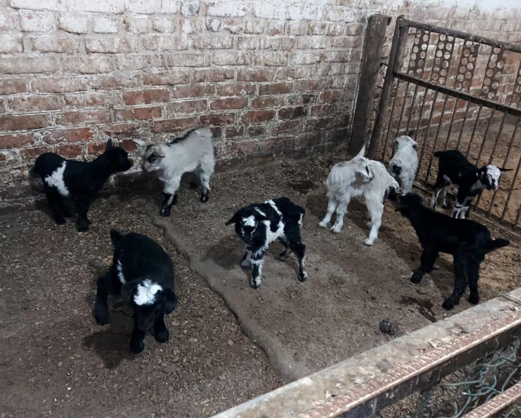 жителька Добропілля Жидкова рятує тварин _08