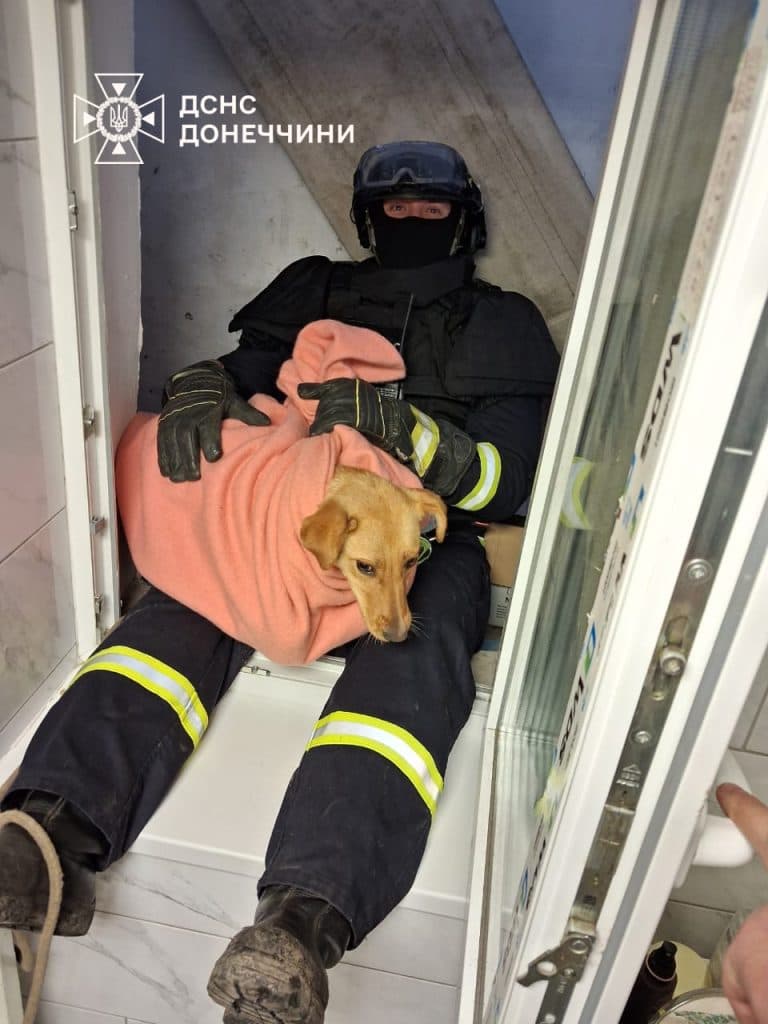 Спасатели помогли собаке выбраться из подвала в Дружковке