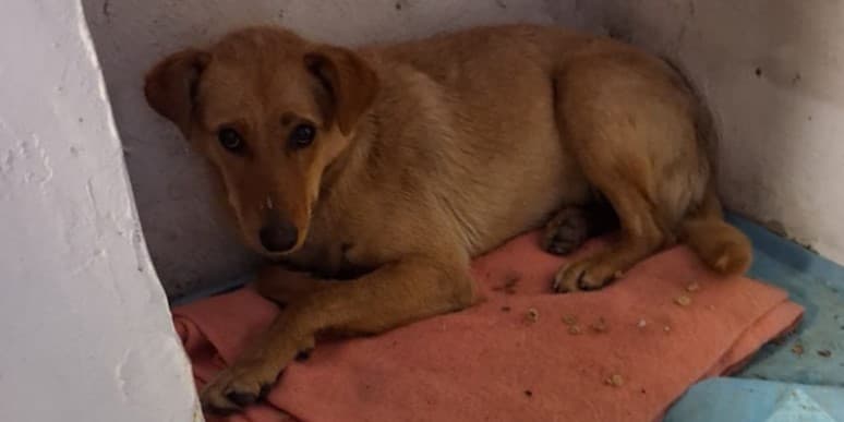 Рятувальники допомогли собаці вибратися з підвалу у Дружківці