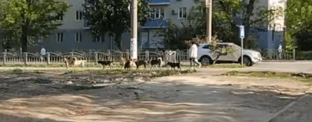 маріупольці продовжують страждати від зграй безпритульних собак
