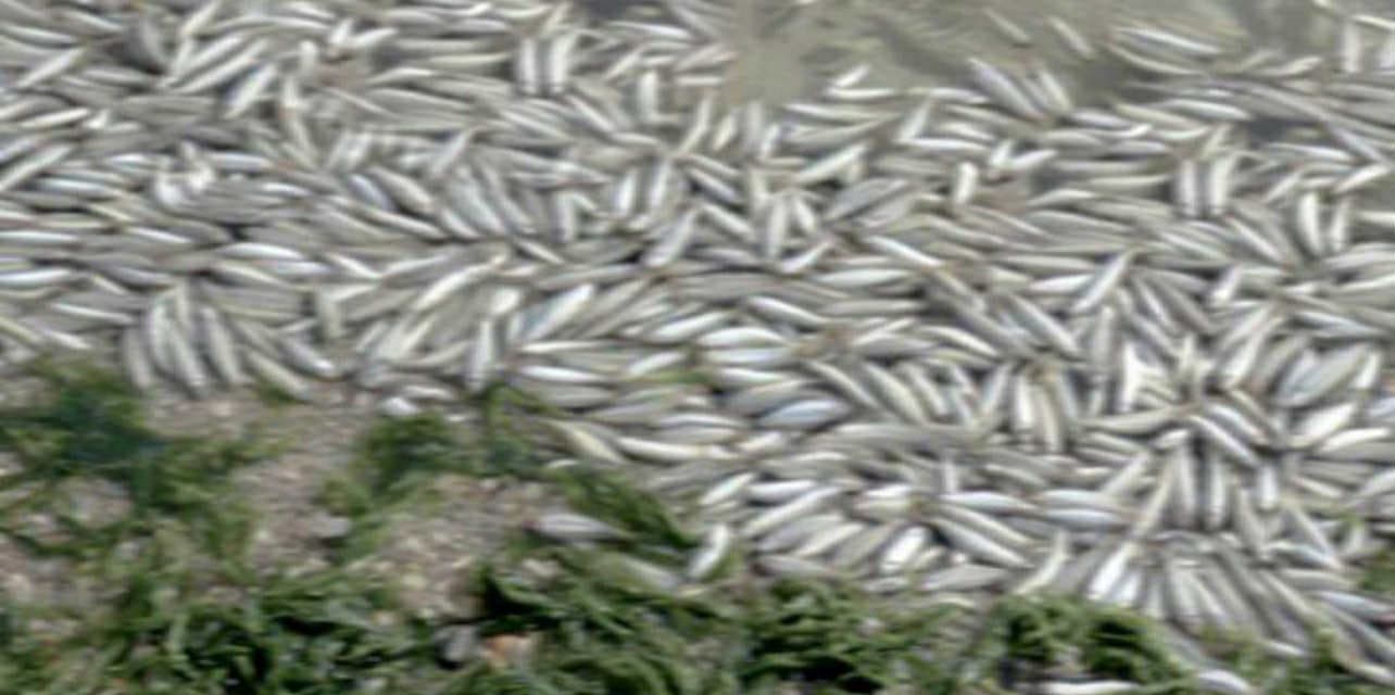 Від Бердянську до Маріуполя почався мор риби, можлива загроза для відпочиваючих