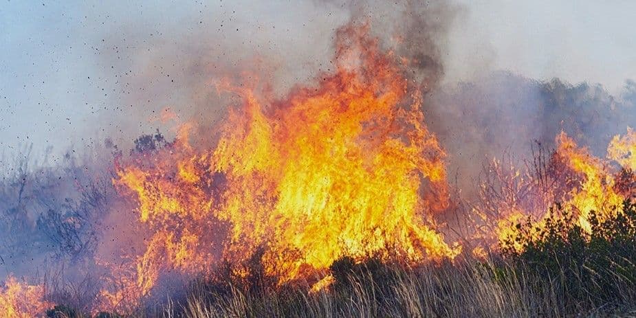 <em>Пожежа на відкритій місцевості. Фото ілюстративне: ДСНС Луганщини</em>