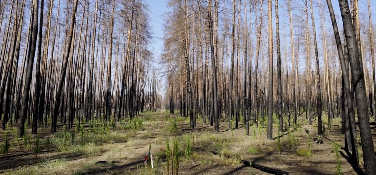 <em>Лісовий масив у Краматорському районі. Скриншот з відео ДСНС Донеччини</em>