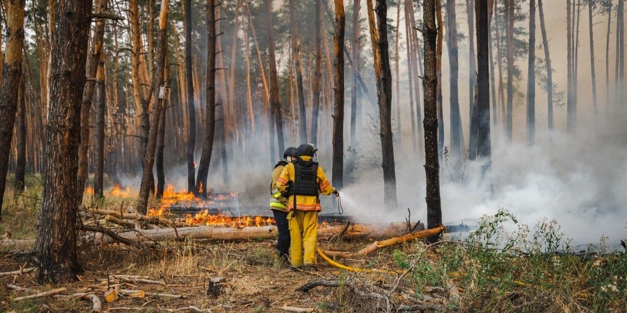 <em>Лесной пожар на территории Лиманской громады. Фото: ГСЧС Донетчины</em>
