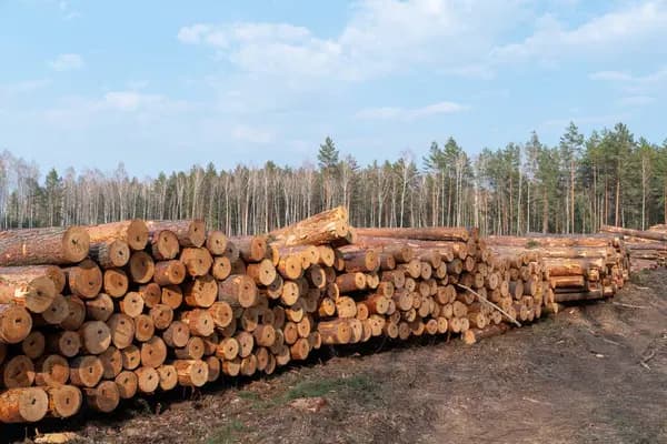 <em>Порубані сосни. Фото ілюстративне: Depositphotos</em>