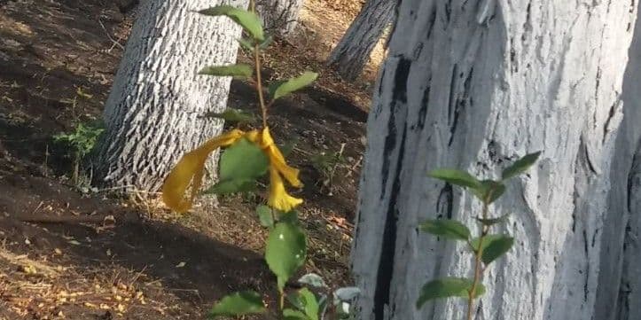 <em>Фото: Жовта Стрічка</em>