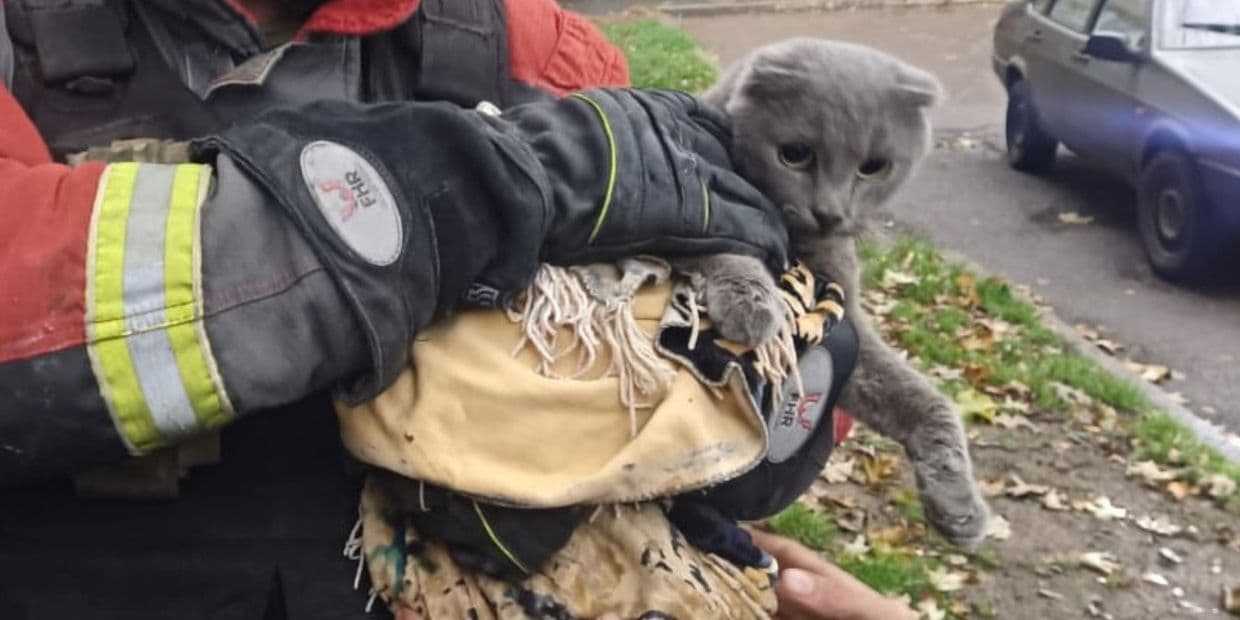 В Дружковке чрезвычайники спасли котика из закрытой квартиры на 3-м этаже (фото)