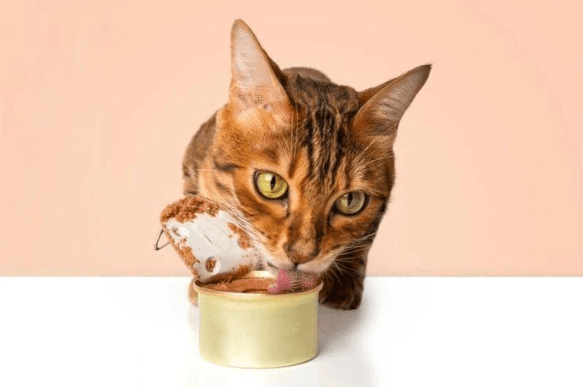Можно ли кормить кошку только консервами: мнение экспертов