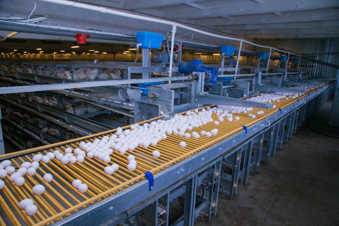 На птицефабрике. Фото: Желтая Лента