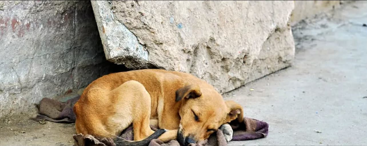 <em>Фото: <a href="https://www.istockphoto.com/uk/portfolio/AlxeyPnferov?mediatype=photography">AlxeyPnferov</a>, <a href="https://pixabay.com/ru/">pixabay</a></em>