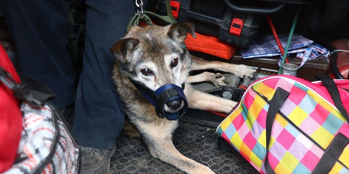 З Дружківки евакуювали жінку, яка втратила пам'ять після обстрілу, і подружжя з кішкою та собакою (фото, відео)