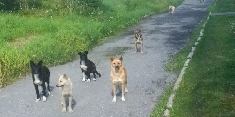 Безпритульні собаки. Фото з відкритих джерел