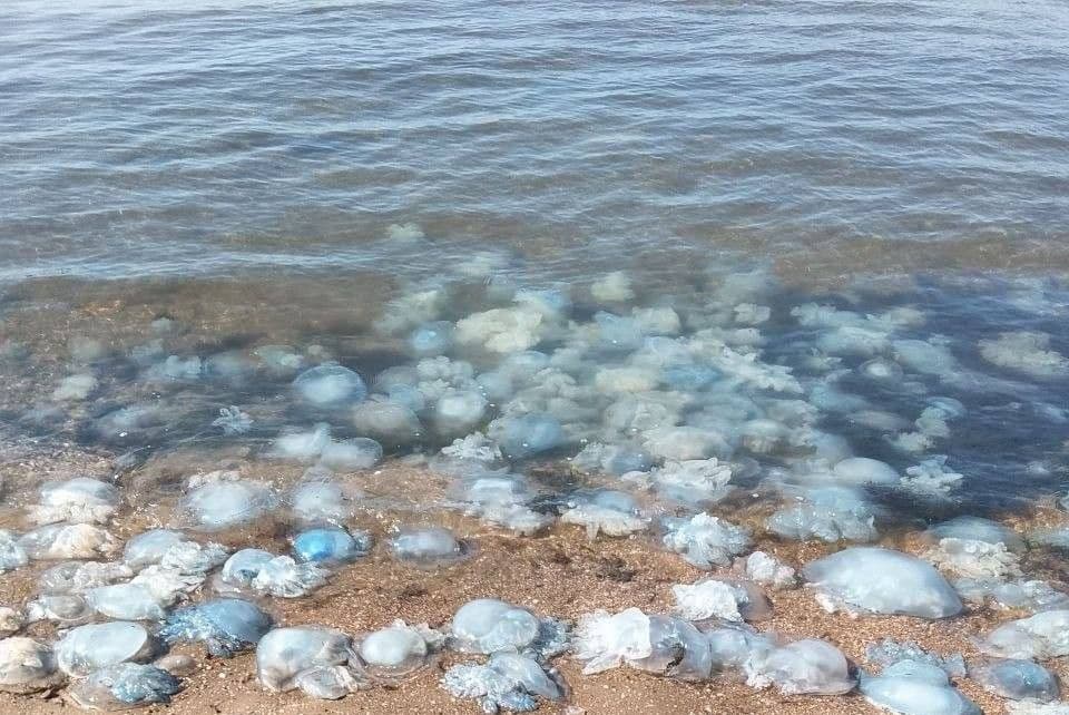 Медузи на березі Азовського моря. Фото з відкритих джерел