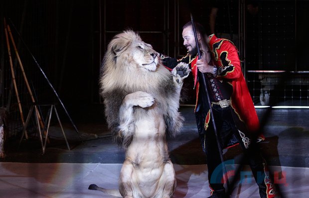 В Луганске в день премьеры циркового представления на дрессировщика напал лев
