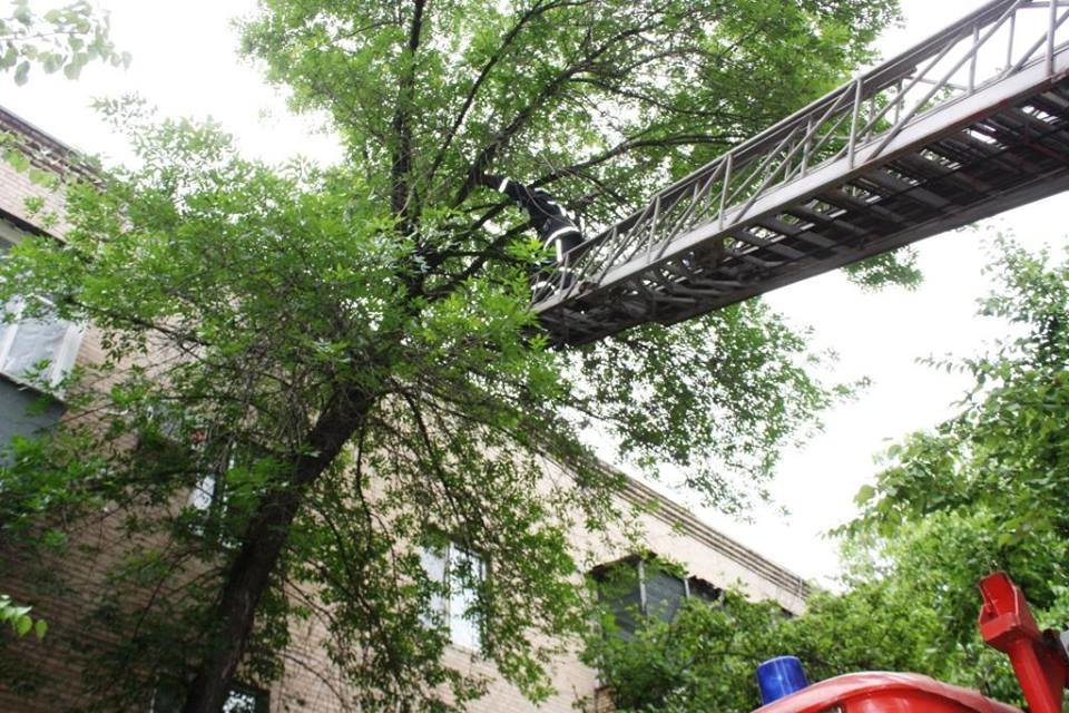 В Луганске парень не смог слезть с дерева, на которое залез