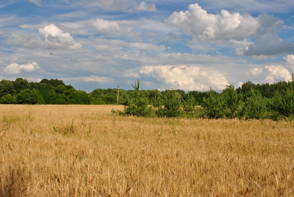 На Луганщине заново открывают факультеты аграрного университета