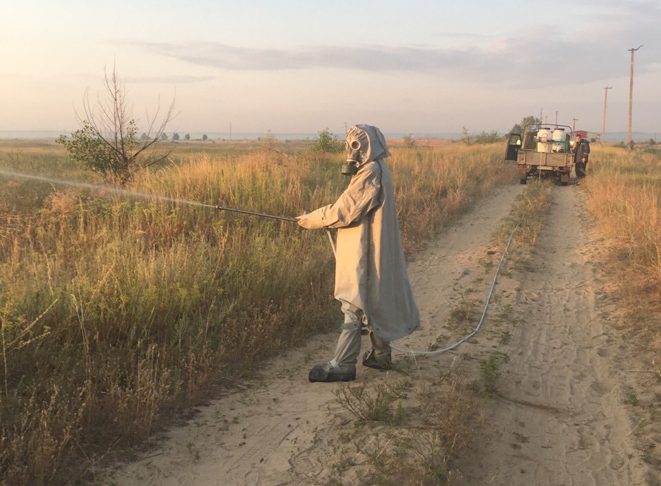 В Станично-Луганском районе нашествие саранчи с оккупированной территории (фото, видео)
