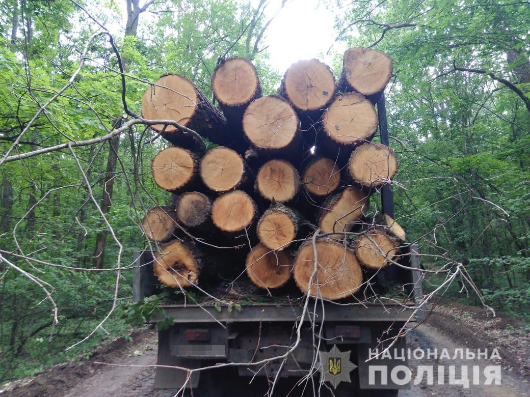 Колонну грузовиков с нелегально срубленным лесом задержали под Харьковом