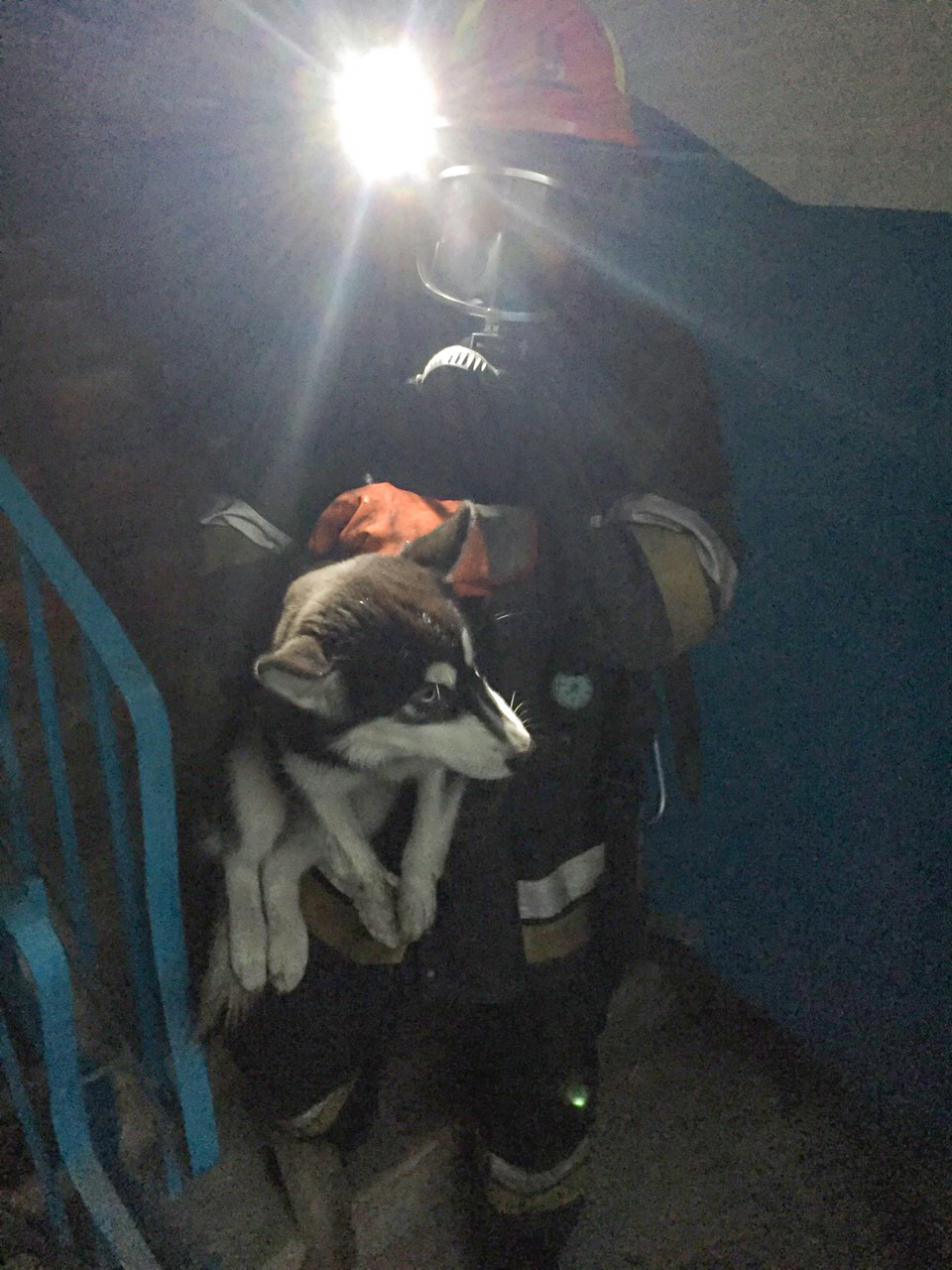В Лисичанске спасатели вынесли из горящего дома пса породы хаски (фото)
