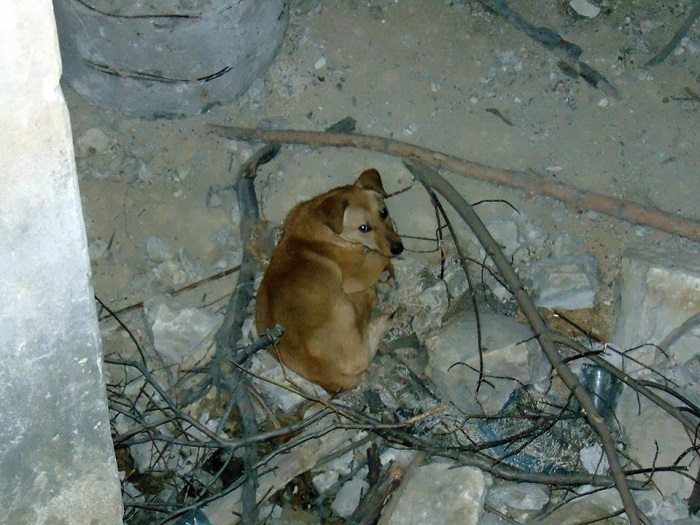 Северодончанину, который избил и выкинул из окна собаку, грозит до трех лет тюрьмы