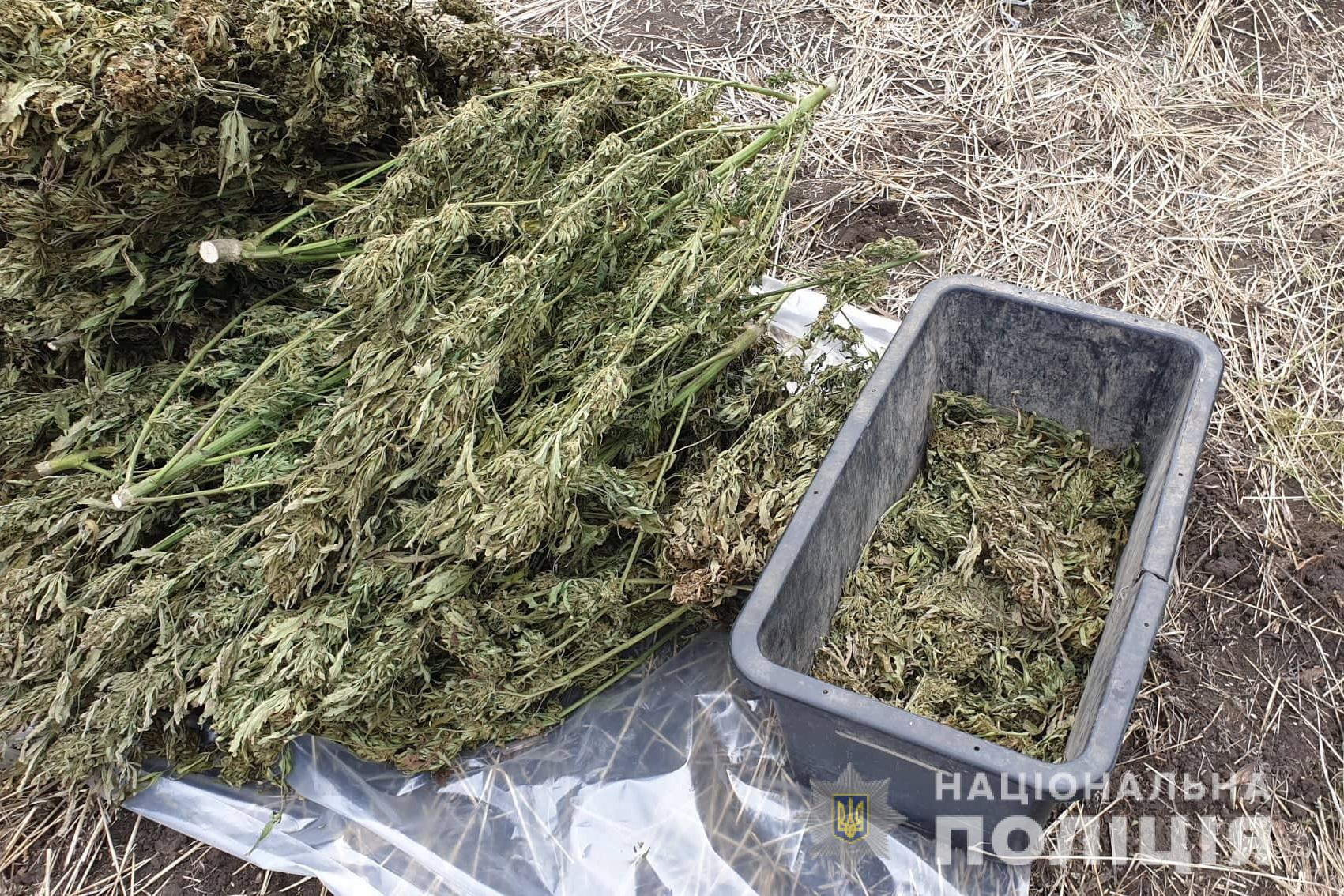На Луганщине полицейские изъяли 150 килограммов марихуаны.