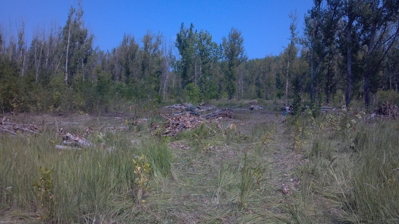 Оккупанты гектарами уничтожают лес в Луганске (фото, видео)