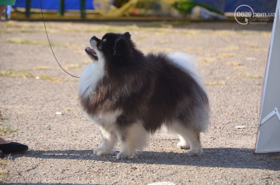 Шпиц Диор стал самой послушной собакой Мариуполя: как город провел кинологическую выставку