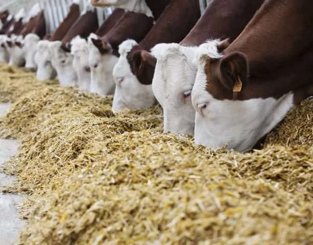 Жители прифронтовых районов Донбасса смогут получить по 150 кг кормов для животных