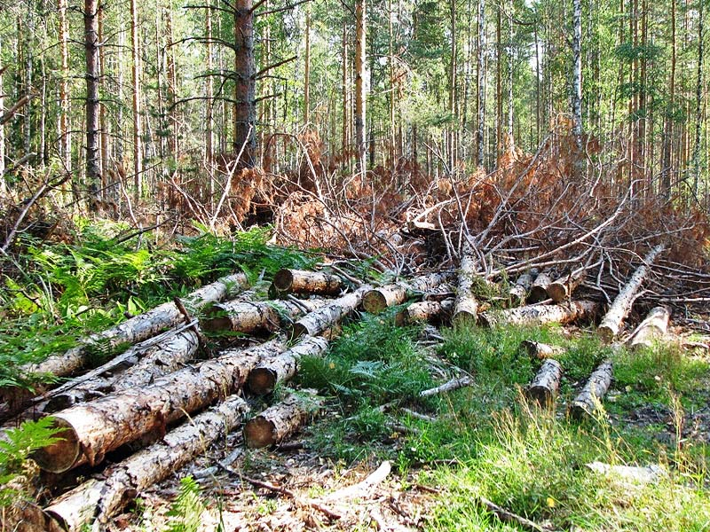 На территории Нацпарка "Святые горы" незаконно вырубили деревьев почти на 11,5 млн грн